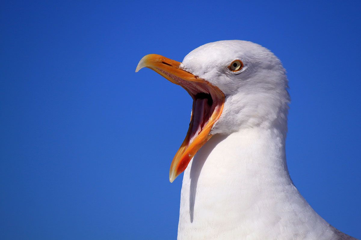 Seagulls can be a bane to many people's lives. Find out how Infinity ProServ can assist in reducing their impact.